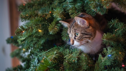 Bescherm je kerstboom tegen je kat met deze tips