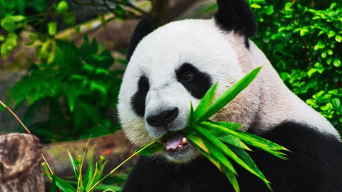 16 maart is panda dag