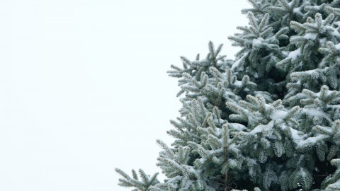 Wat te doen met je overgebleven kerstboom