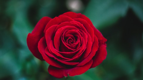 12 juni is het rode rozen dag.