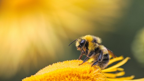 Hoe maken bijen honing? Van de bijenkorf naar de pot