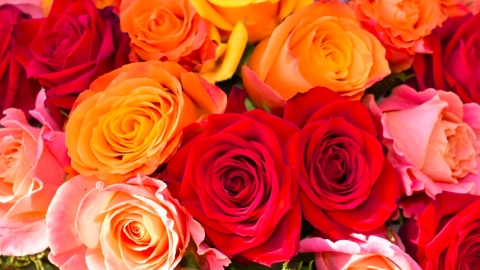 Wat symboliseren rozen in verschillende kleuren?
