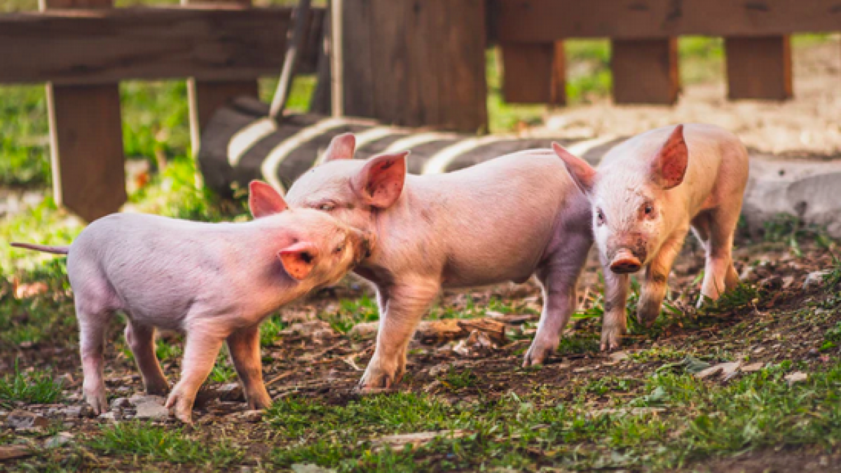 Bijna 300 varkensboeren stoppen wegens te weinig overheidssubsidie 
