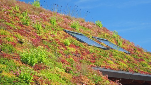 Maak jouw dak nog duurzamer: kies voor groen dak!